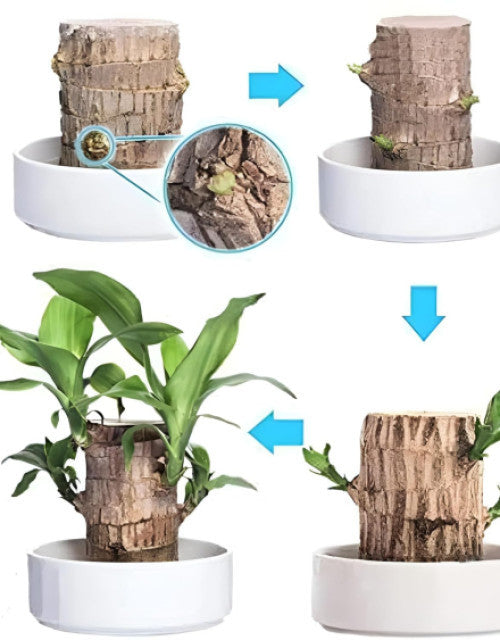 Brazilian Wood Good Luck Live Plant Lucky Brazil Wood ( Pack of 2 )